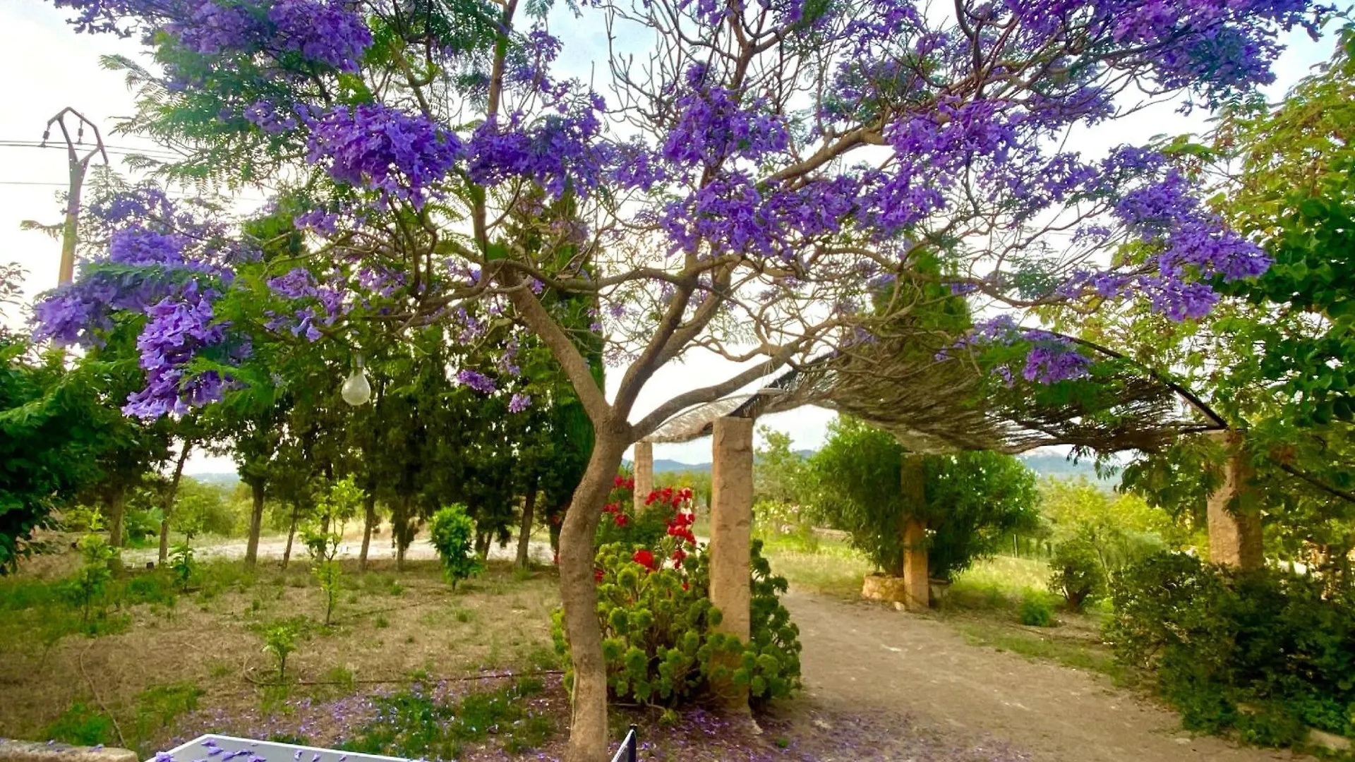別荘 Finca Canfirella Portocolom フェラニチ スペイン